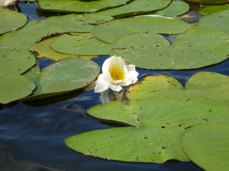 Seerose