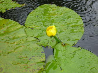 Natur pur...