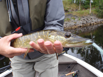 another baby pike...they are so cute.