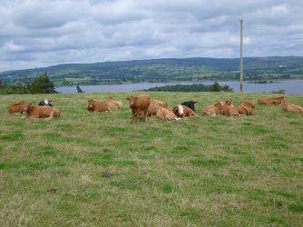 lazy cows...