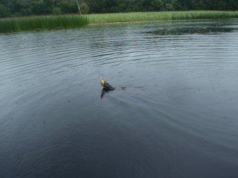 Rain and pike...