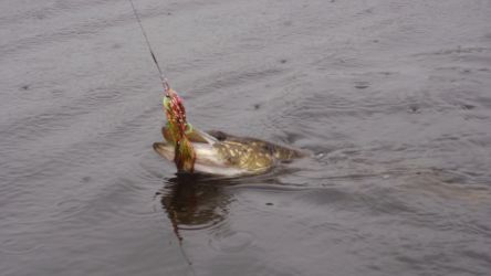 Took the streamer...