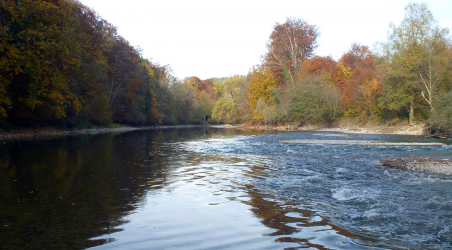 Rausche