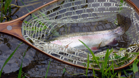 Hübsche Rainbow
