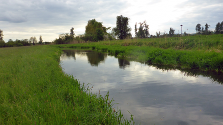 Tanzende Maifliegen auf dem Wasser...