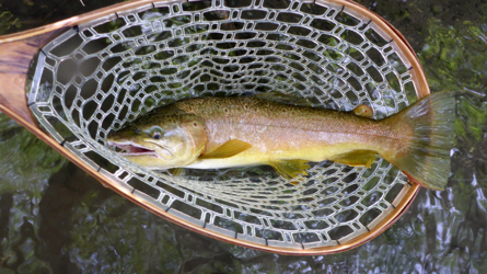 Nau 2017 - what a beauty in the net!