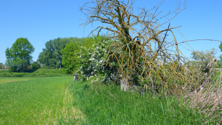 Nau 2017 - Natur pur