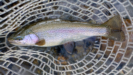 Rainy in the net