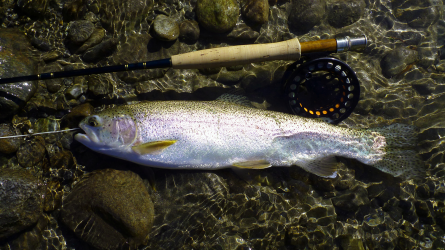 Rainbow Trout - catch and release