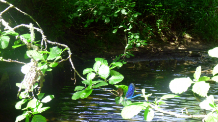 Natur pur...