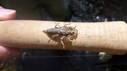 Wutach - Unterwasserwelt - Schlupf