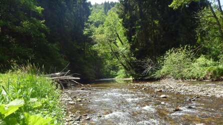 Natur pur in der Wutachschlucht