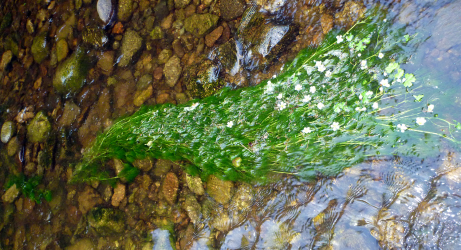 Wasserhahnenfuss - ein gesunder Fluss!