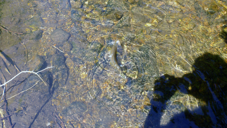 release