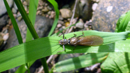 Stonefly - mittlerweile bei uns sehr selten!