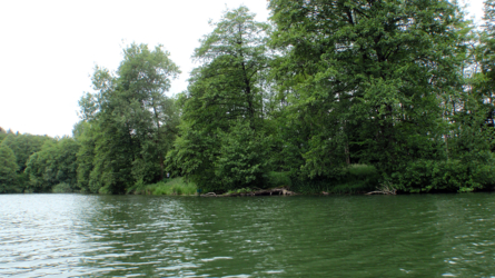 Waldstrecke