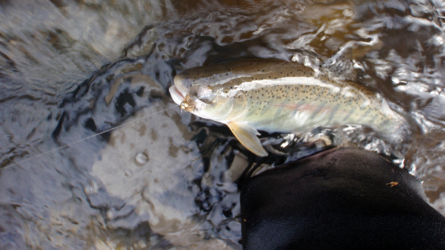 Kleinere Rainbow an der Nymphe
