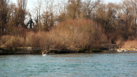 Frühling 2011 - die Natur erwacht
