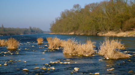 Altrhein im März 2012
