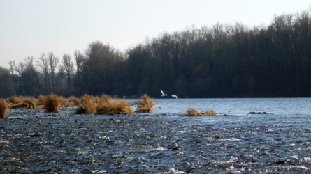 Natur pur - Altrhein März 2012