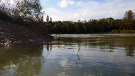 Hochwasser am Altrhein - Oktober 2012