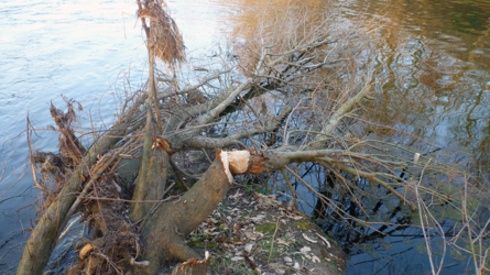 Beaver work - Altrhein 2014