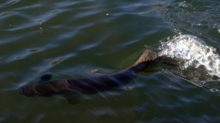 Fish on! - Hecht Feb 2011 - Altrhein