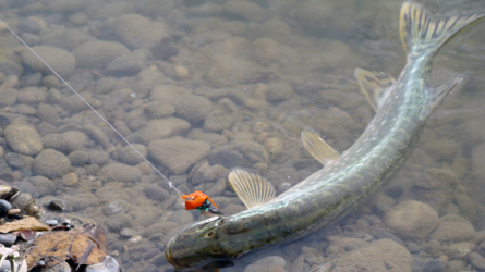Hecht im grossen Weiher