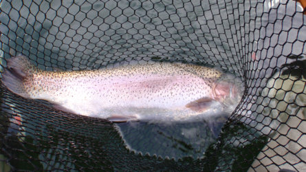 in the net!
