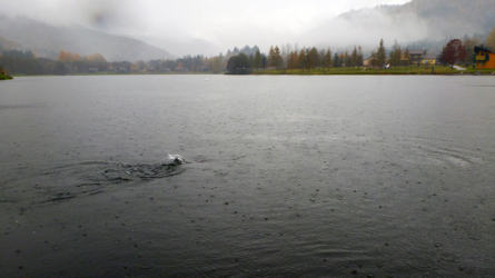 ...den Fischen ist das miese Wetter egal