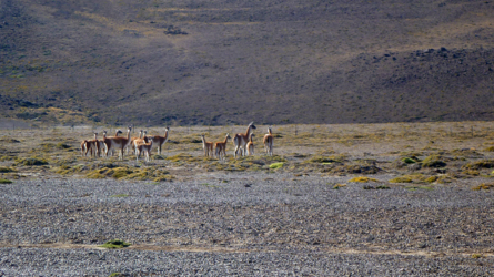 Die erste Guanaco-Familie...