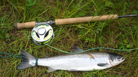 Orkla 2006 - Grilse