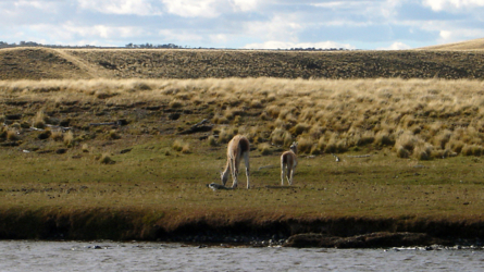 Überall Guanacos...