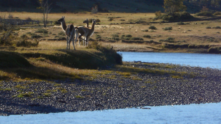 a small Guanaco family...