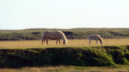 Ein alltägliches Bild in Island: wilde Island-Ponys