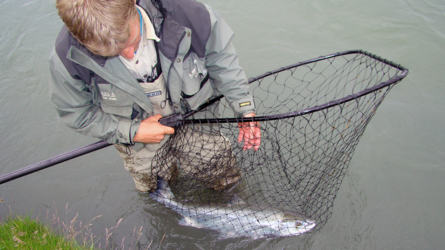 6 Kilo Weibchen