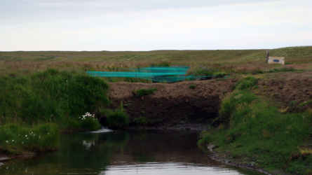Die Ponds des Breeding-Programmes...