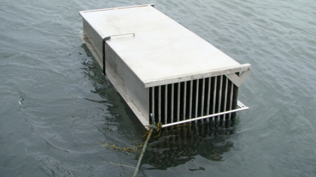 Die Stahlboxen sind sehr gross und die Fische stehen perfekt in der Strömung...