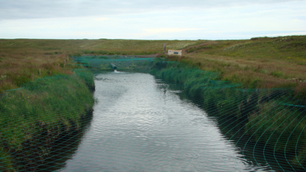 Wenn die Parr gross genug sind, kommt der Bagger und stösst die Erde beim Eingang zum Fluss weg und die Parrs gehen auf die grosse Reise....