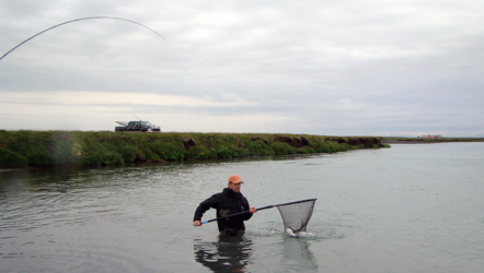 in the net...