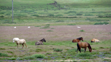 Den Island-Ponys ist das Wetter egal...