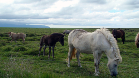 Die Island-Pferde sind das ganze Jahr über draussen...