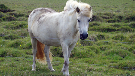 Beautiful horse...