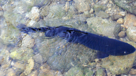 Eine schwarze, kranke, blinde Forelle. Leider haben wir mehrere solche kranken Fische gesehen...