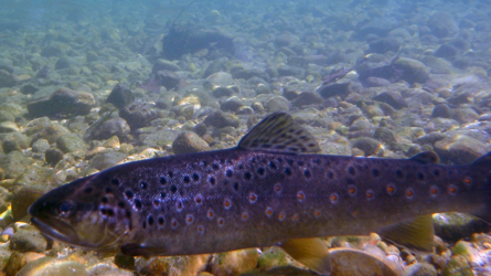 Unterwasserfoto von einem release...