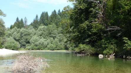 sava_2010-11