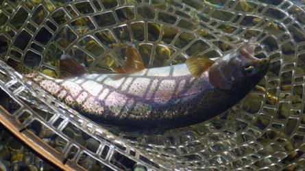 Schön gezeichnete, gesunde Fische