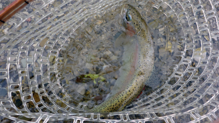 Zum Schluss des Tages bin ich in ein Regenbogenforellen-Loch getreten...Fisch auf Fisch!