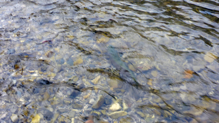 ...and a final release an der Weissen Traun
