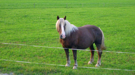Zuschauer